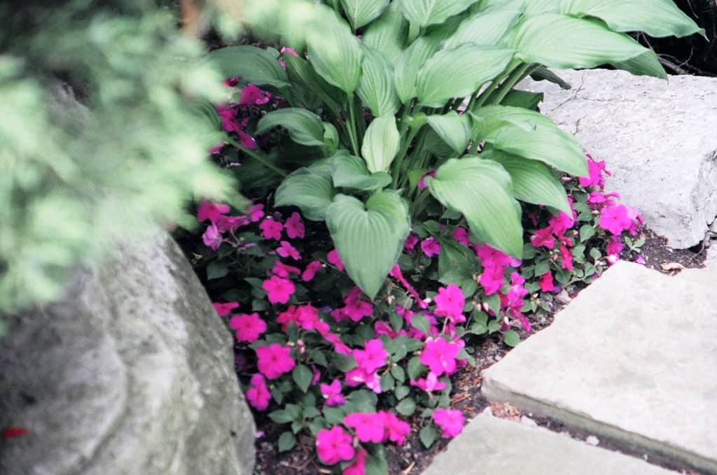 landscaping by A Woman's Touch Landscaping in The Beaches