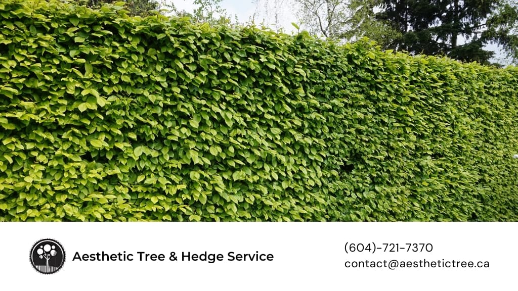 tree services by Aesthetic Tree & Hedge Services Vancouver in Hastings-Sunrise
