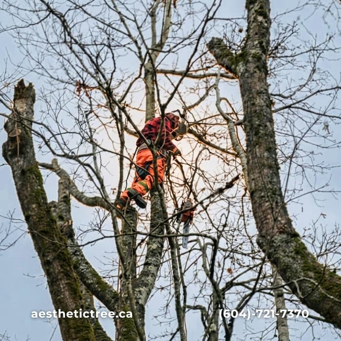 Aesthetic Tree & Hedge Services Vancouver, photograph 5 of Hastings-Sunrise