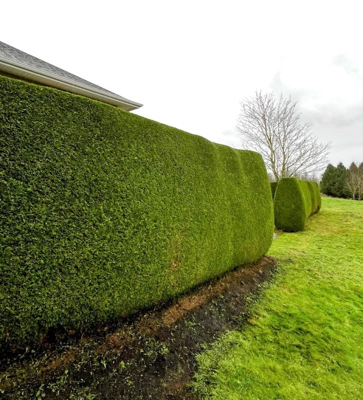 landscaping by Allen Cut and Care Landscaping in Abbotsford