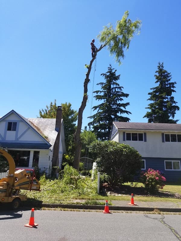 tree services by Alpine Tree Care in Steveston