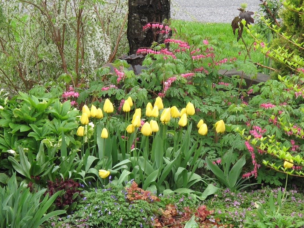 Amanda's Garden Consulting, photograph 3 of Metrotown