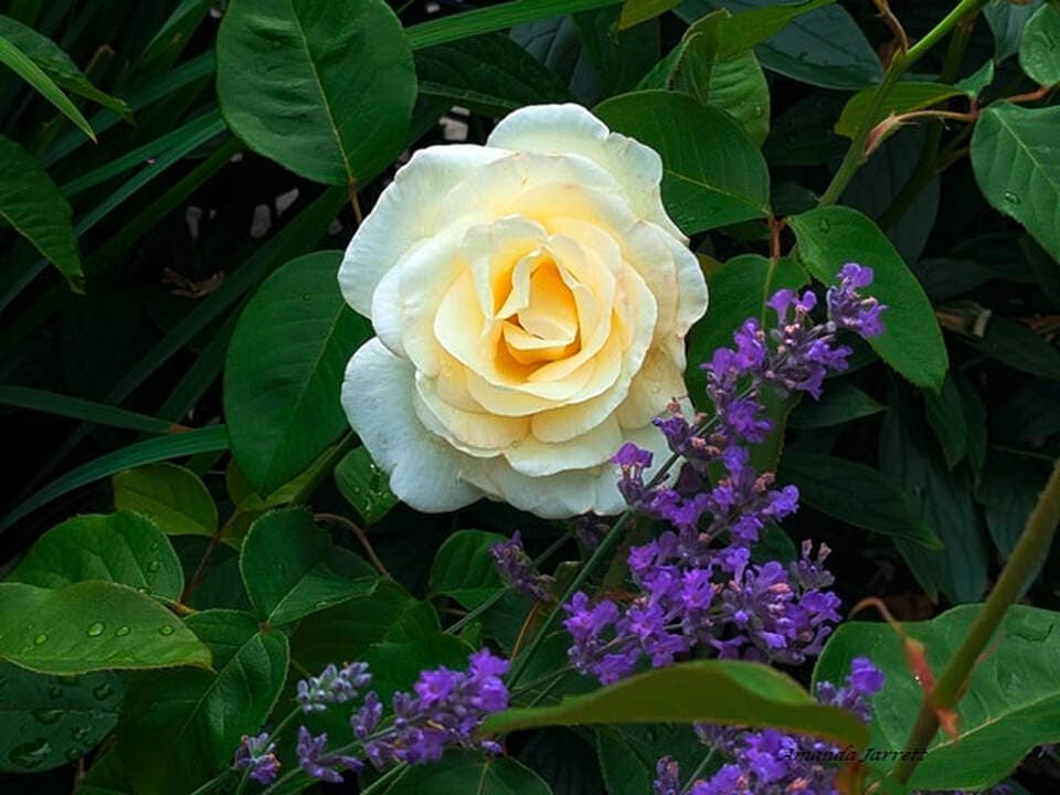 Amanda's Garden Consulting, photograph 5 of Metrotown