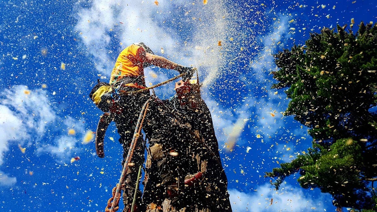 tree services by ArborGreen Tree Service North Vancouver in Dundarave