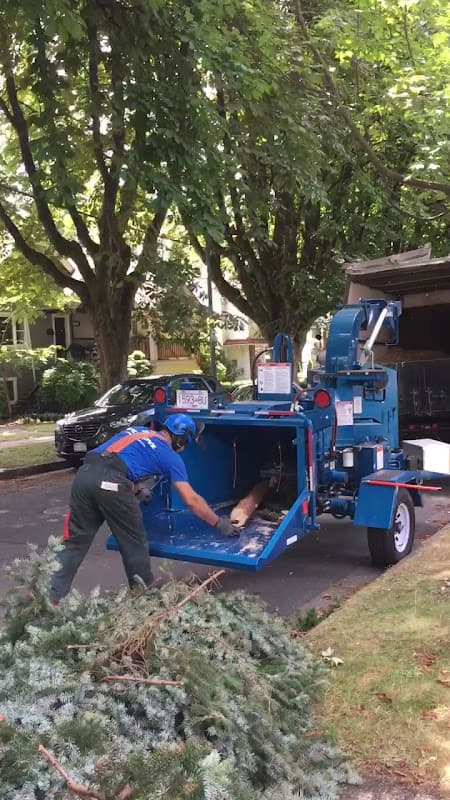 Ash Grove Tree Solutions Inc., photograph 2 of Marpole