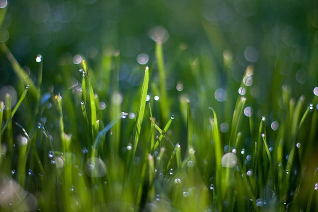 lawn care by Augusta Green Sprinklers Inc in Leaside