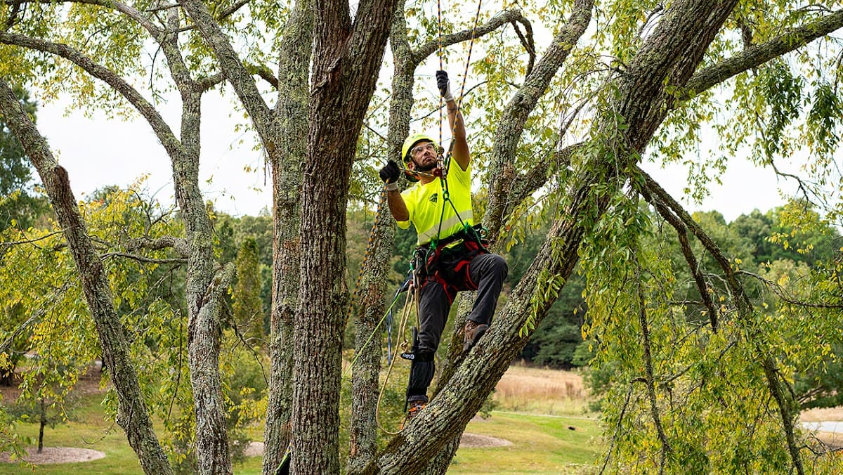 Bartlett Tree Experts, photograph 2 of Ladner