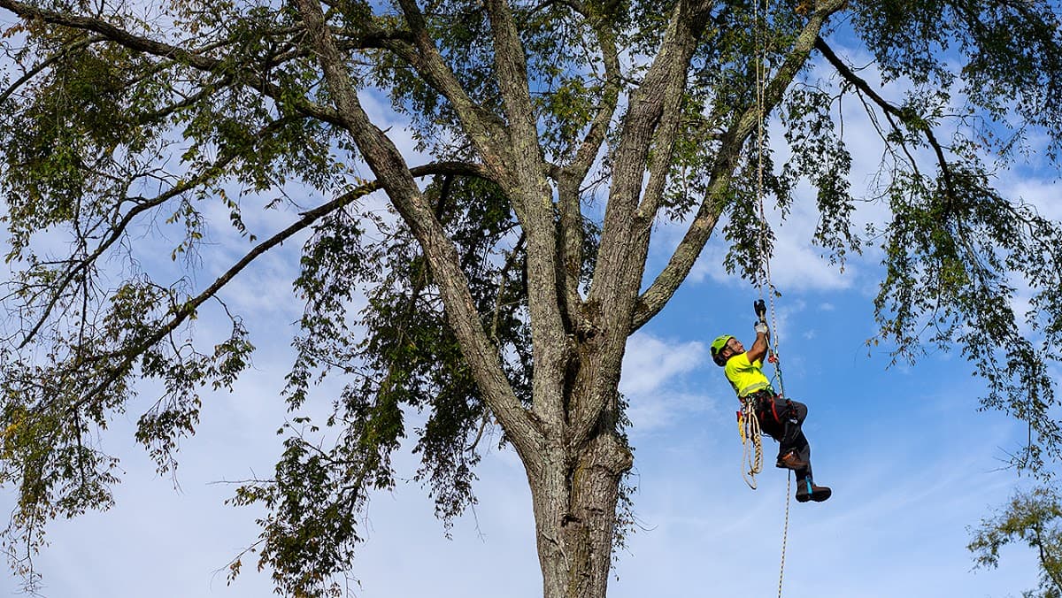 Bartlett Tree Experts, photograph 3 of Ladner