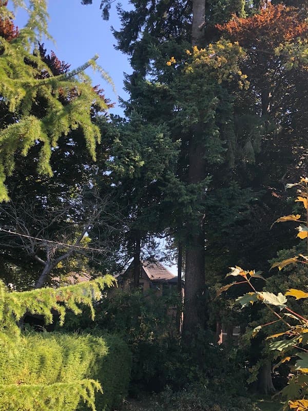 BC Tree Service, photograph 3 of South Surrey