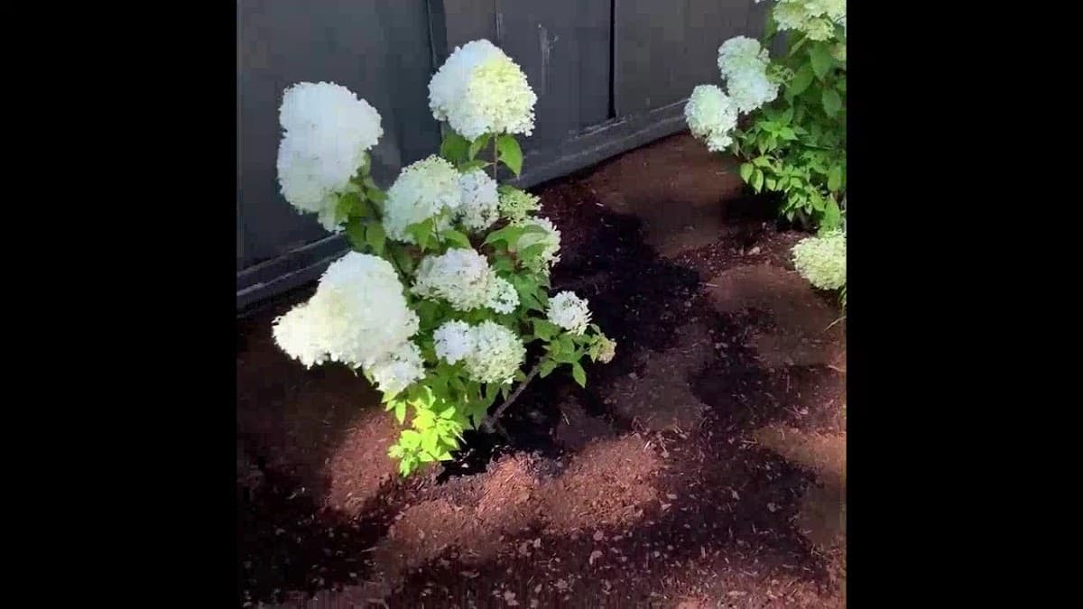 Blossom Landscaping, photograph 2 of Dunbar-Southlands