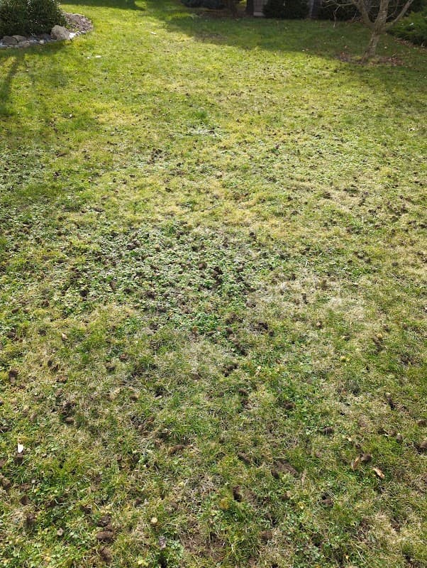 lawn care by Canadian Property Stars in Surrey