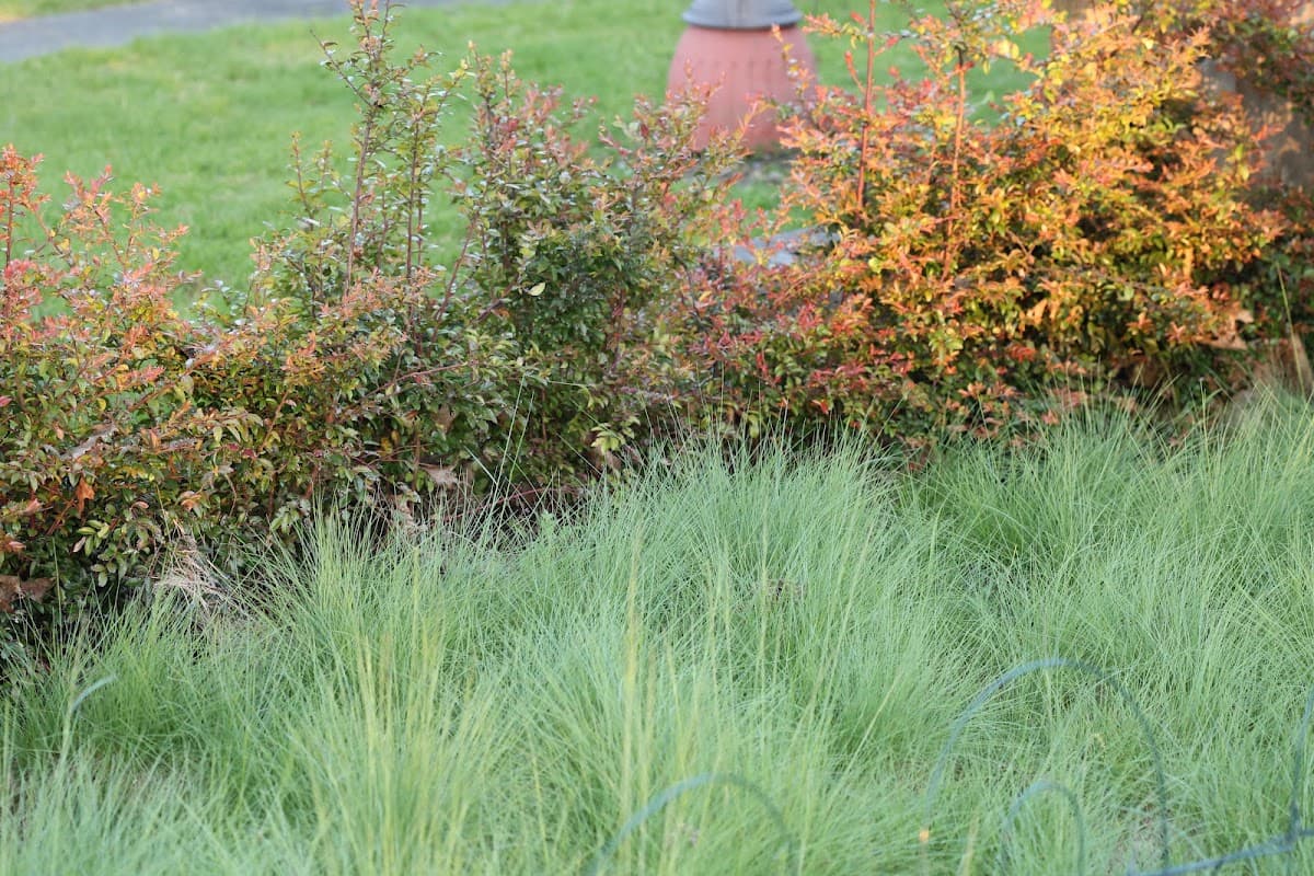 landscaping by Carleton Landscaping in Coal Harbour