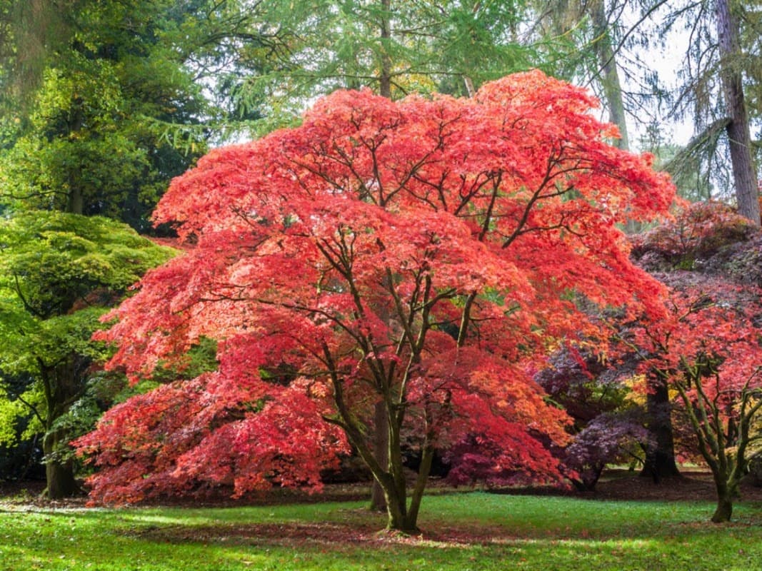 tree services by Chikara Tree Services in Dundarave