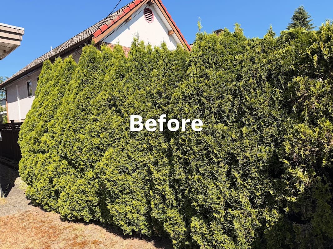 Chikara Tree Services, photograph 4 of Dundarave