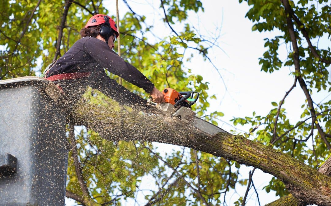 Chikara Tree Services, photograph 5 of Dundarave