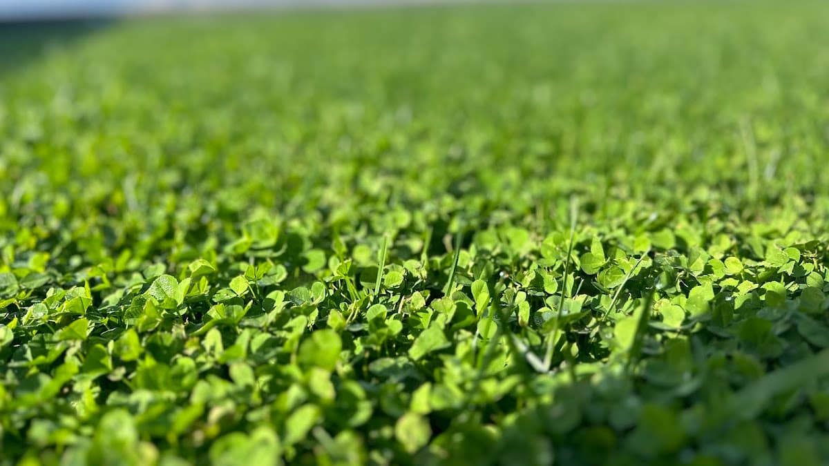 sod installation by Clover Turf in Ladner