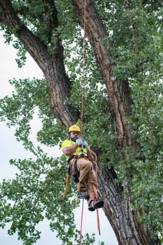 Davey Tree Expert Co. of Canada, Limited, photograph 3 of Pickering