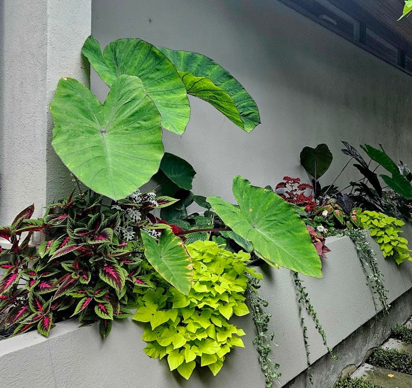 landscaping by EDGE. Landscaping & Garden Maintenance in Lonsdale