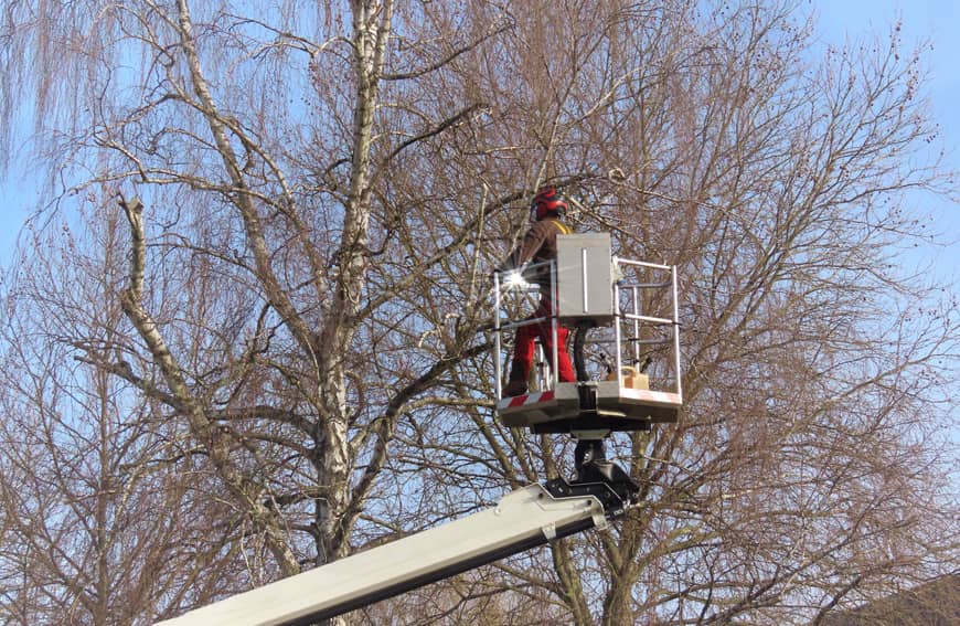 tree services by Five Star Tree Services in Toronto, Richmond Hill & GTA in Richmond Hill