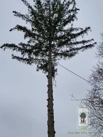 Five Star Tree Services in Toronto, Richmond Hill & GTA, photograph 2 of Richmond Hill