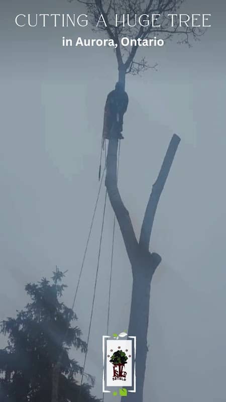 Five Star Tree Services in Toronto, Richmond Hill & GTA, photograph 3 of Richmond Hill