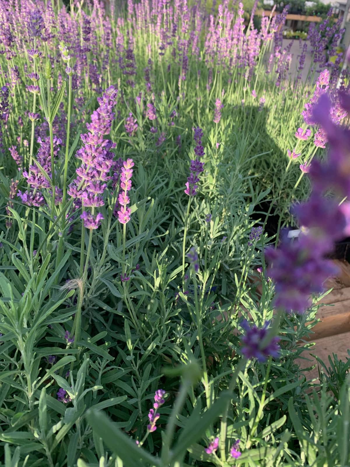 Gardens By Susie, photograph 4 of Willowdale