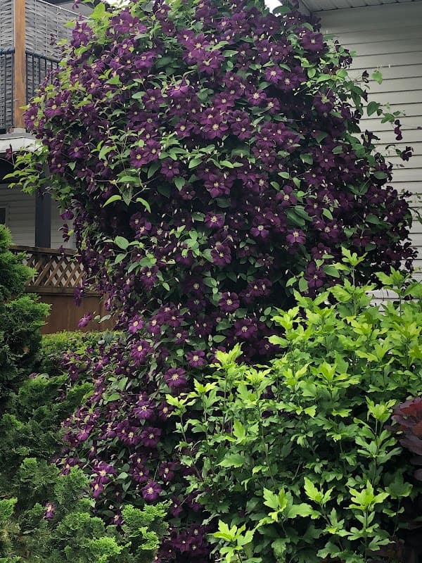 landscaping by Greenearth Landscaping in Langley