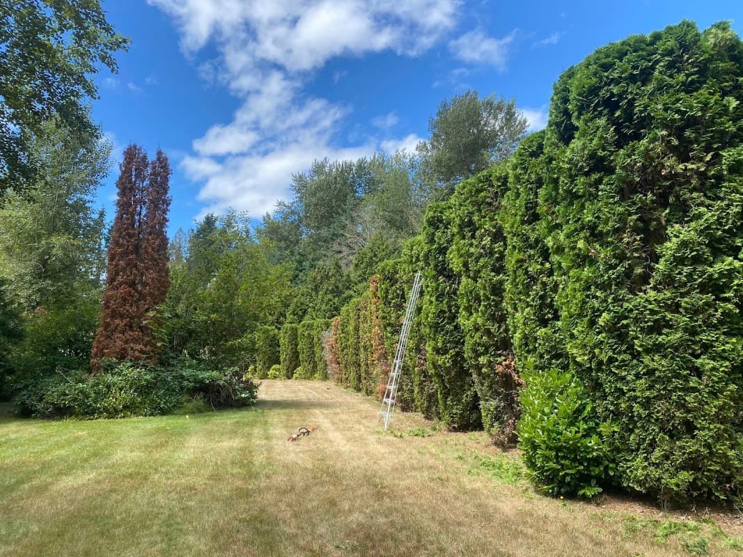 lawn care by Greenlii Lawn & Landscape - Langley in Cloverdale
