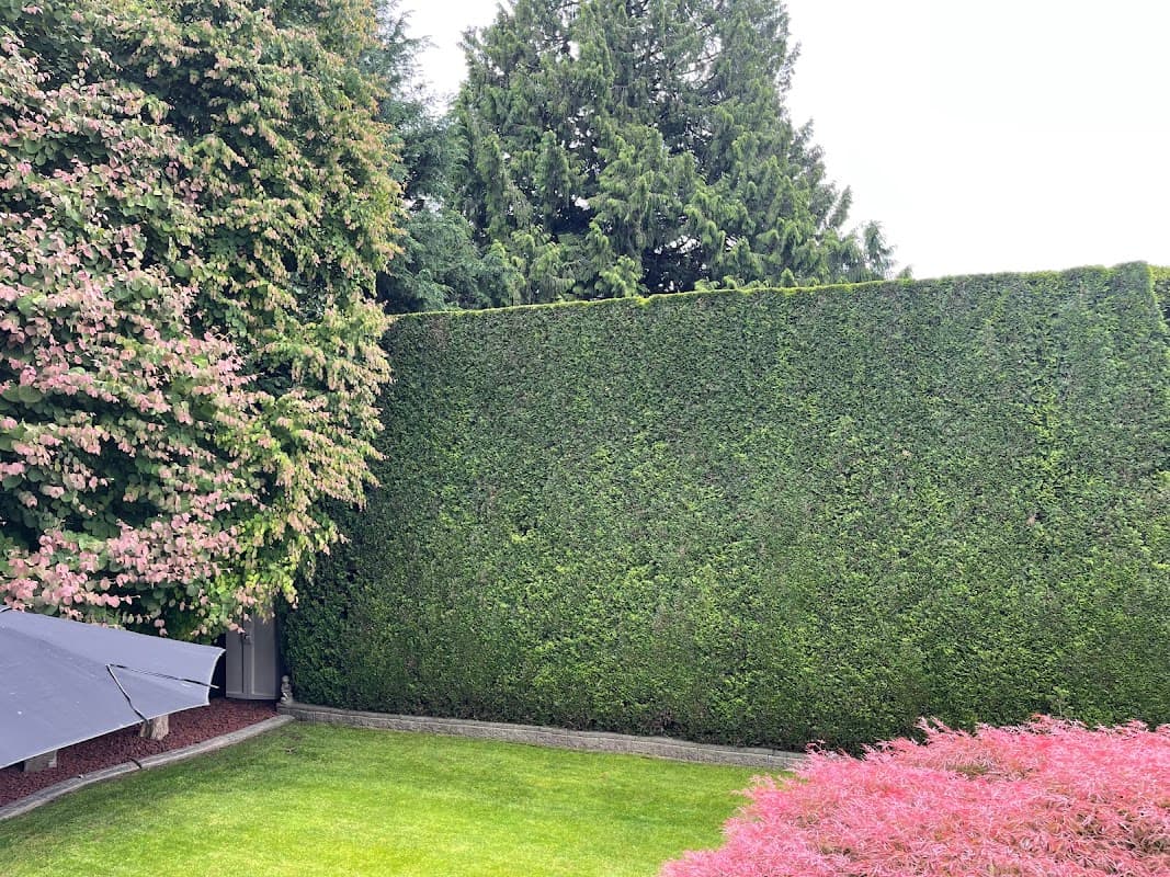 tree services by Hedge PRO Trimming in New Westminster
