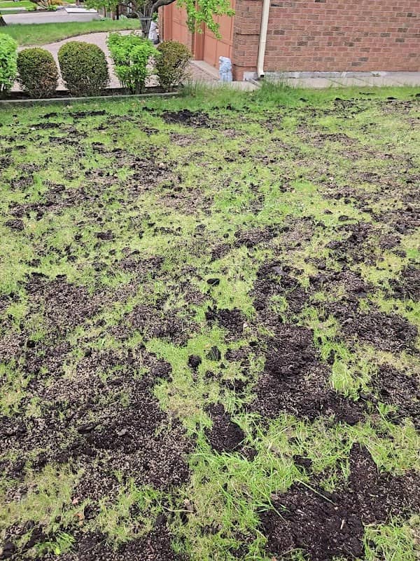 Highly Handy Lawn & Garden Service's, photograph 3 of Richmond Hill