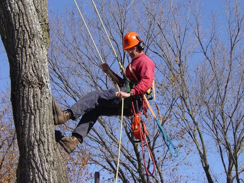 tree services by Hoff Tree Services LTD in Lynn Valley