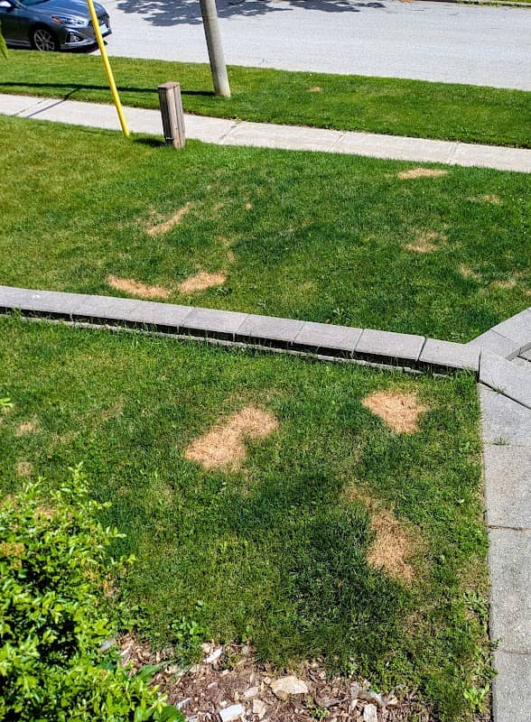 Hometurf Lawn Care, photograph 2 of Islington-City Centre West