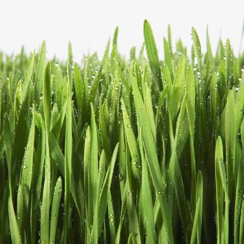 lawn care by Kingsway Snowplowing & Lawn Maintenance in Oakville