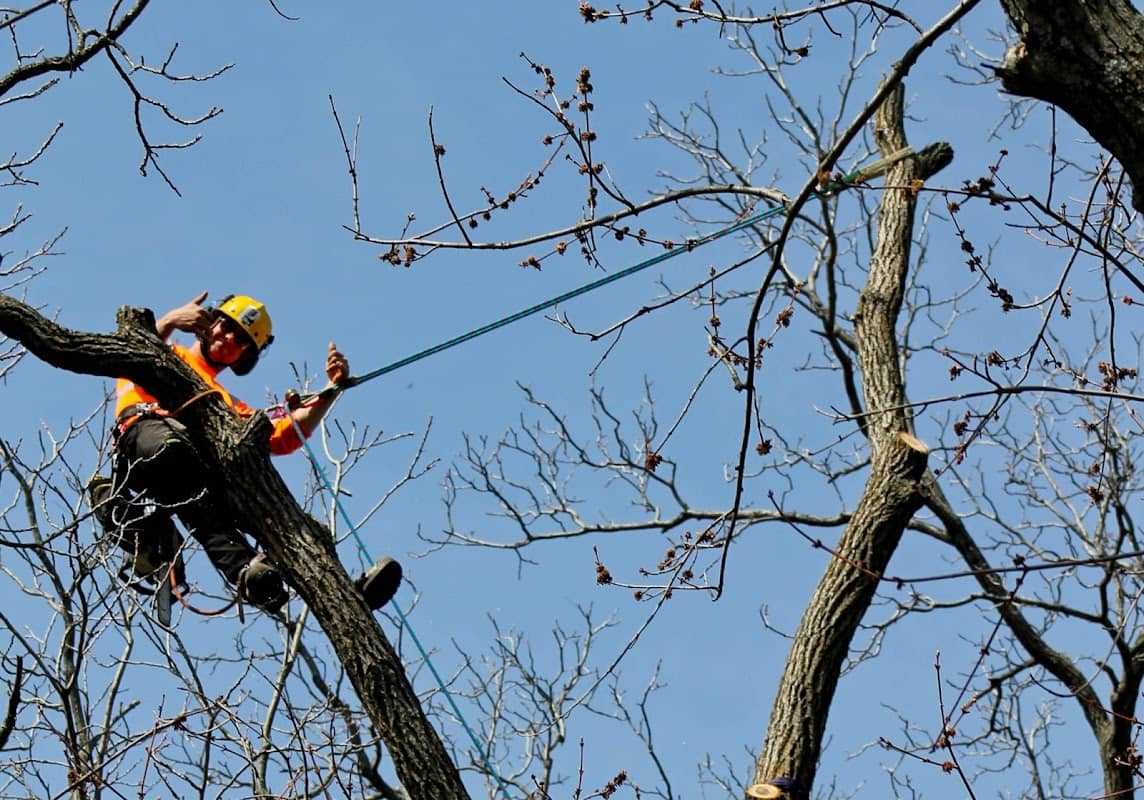 tree services by Kodiak Tree Services in Burlington