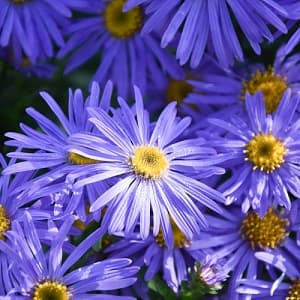 Ladybug Landscaping | Perfect Plants | Snow Angelz, photograph 2 of Cloverdale