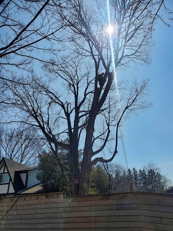 tree services by Lawn Wizard Tree & Property Maintenance in Scarborough Town Centre