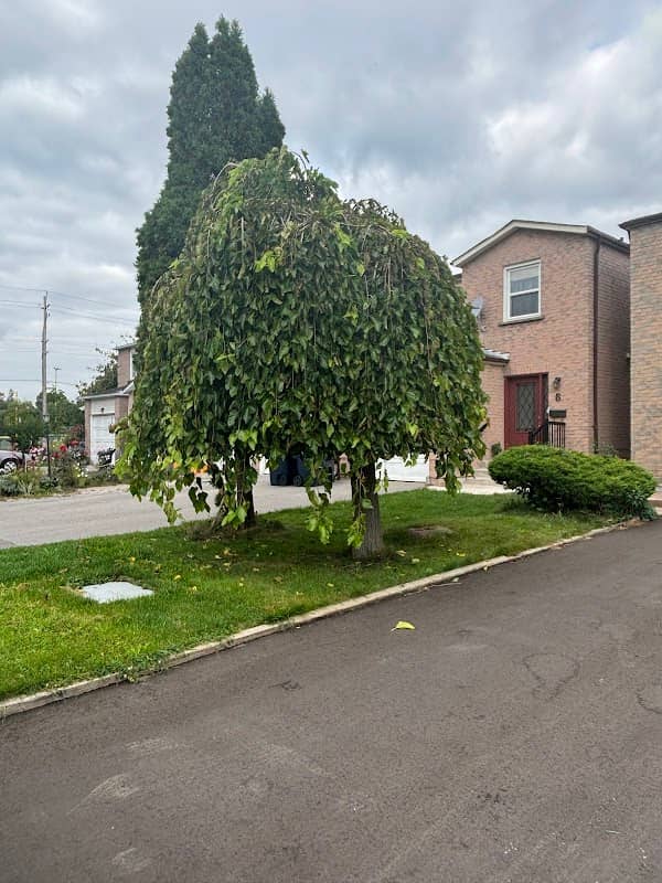 Lawn Wizard Tree & Property Maintenance, photograph 2 of Scarborough Town Centre