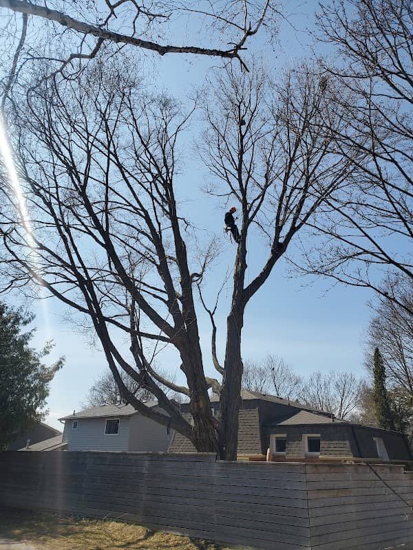 Lawn Wizard Tree & Property Maintenance, photograph 4 of Scarborough Town Centre