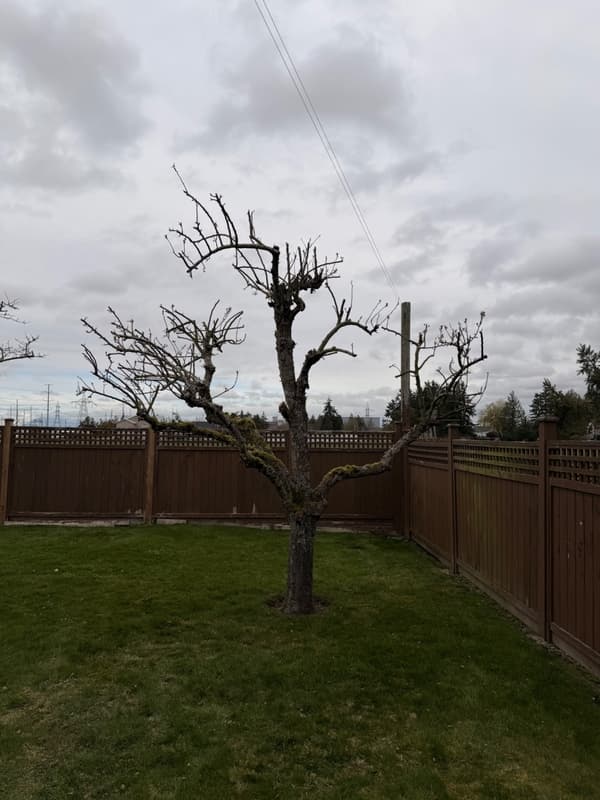 Level Up Landscapes Ltd., photograph 2 of Marpole