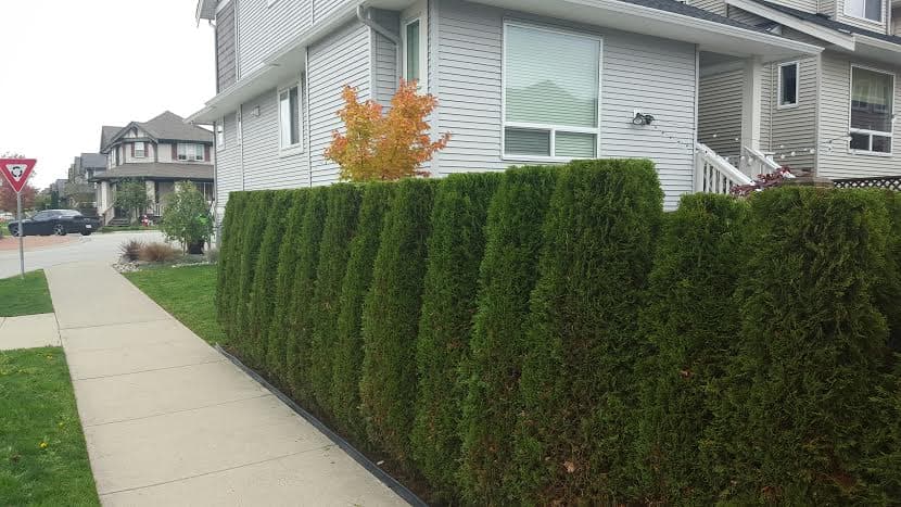 Little Green Eco Lawns (Grub Stopr), photograph 2 of Langley