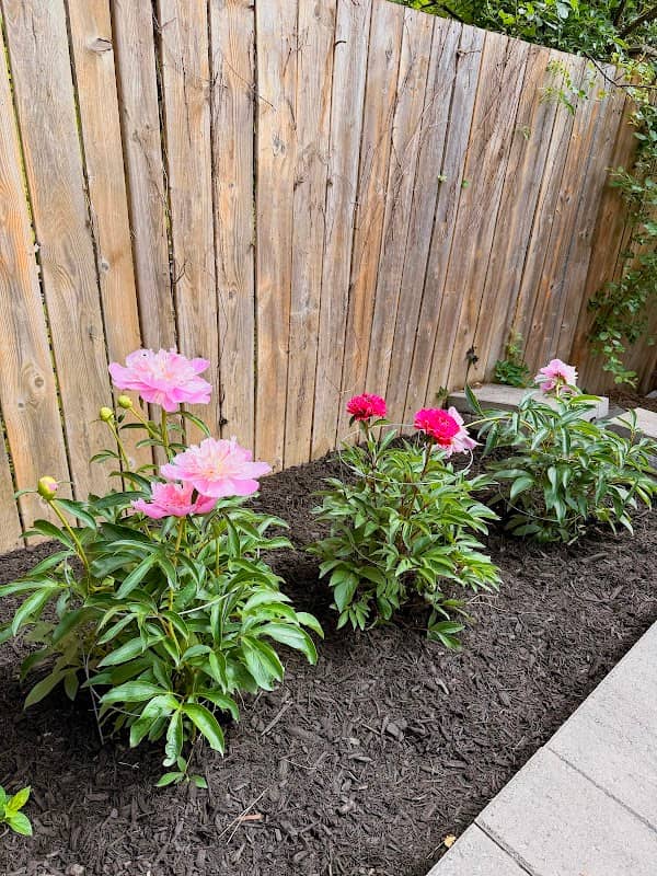 M Landscaping Ltd., photograph 2 of Mississauga