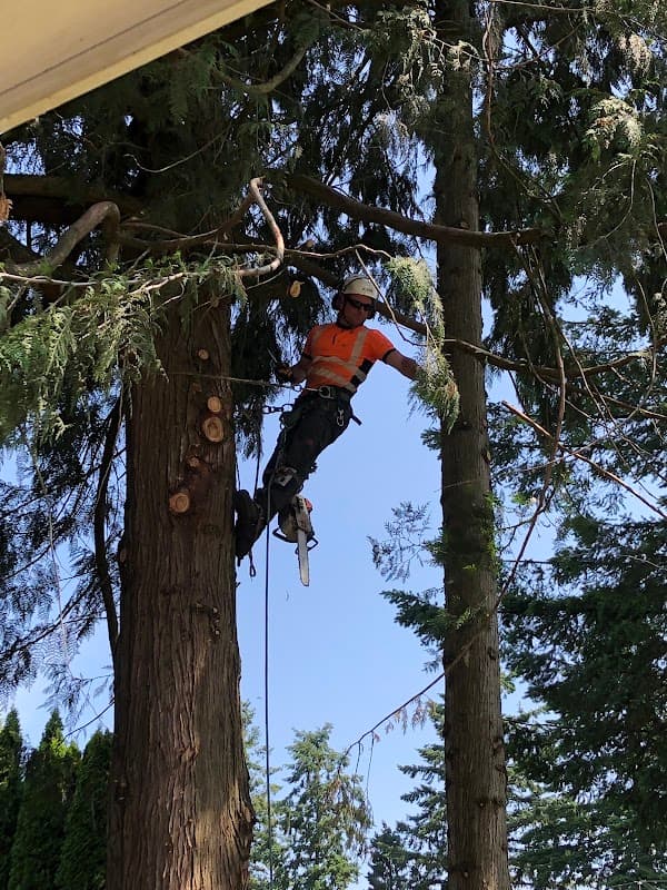 tree services by M McConkey Arborist Services Ltd in Abbotsford
