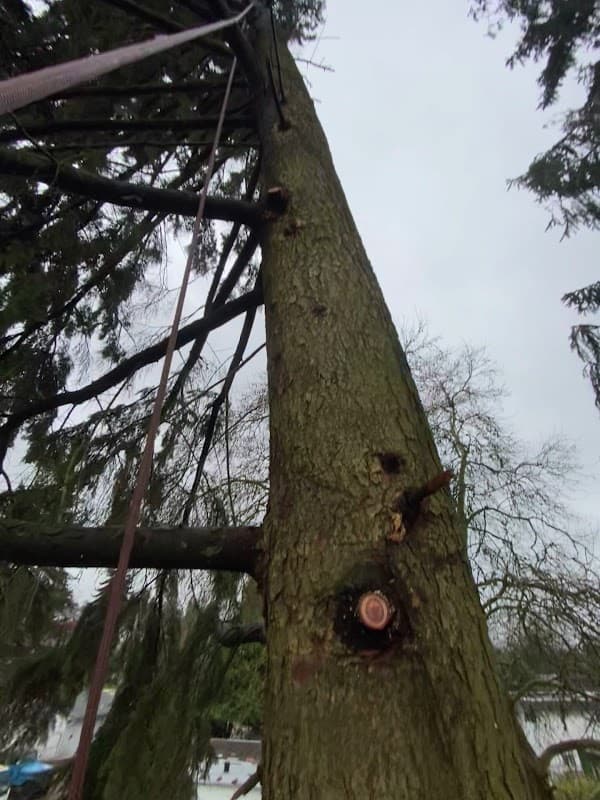Magnolia Tree Service, photograph 2 of Marpole