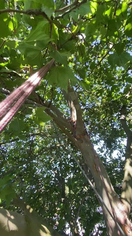 Magnolia Tree Service, photograph 3 of Marpole