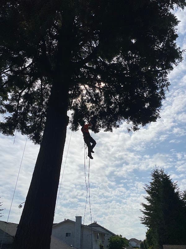 tree services by Mountain View Tree Service Inc. in Maple Ridge
