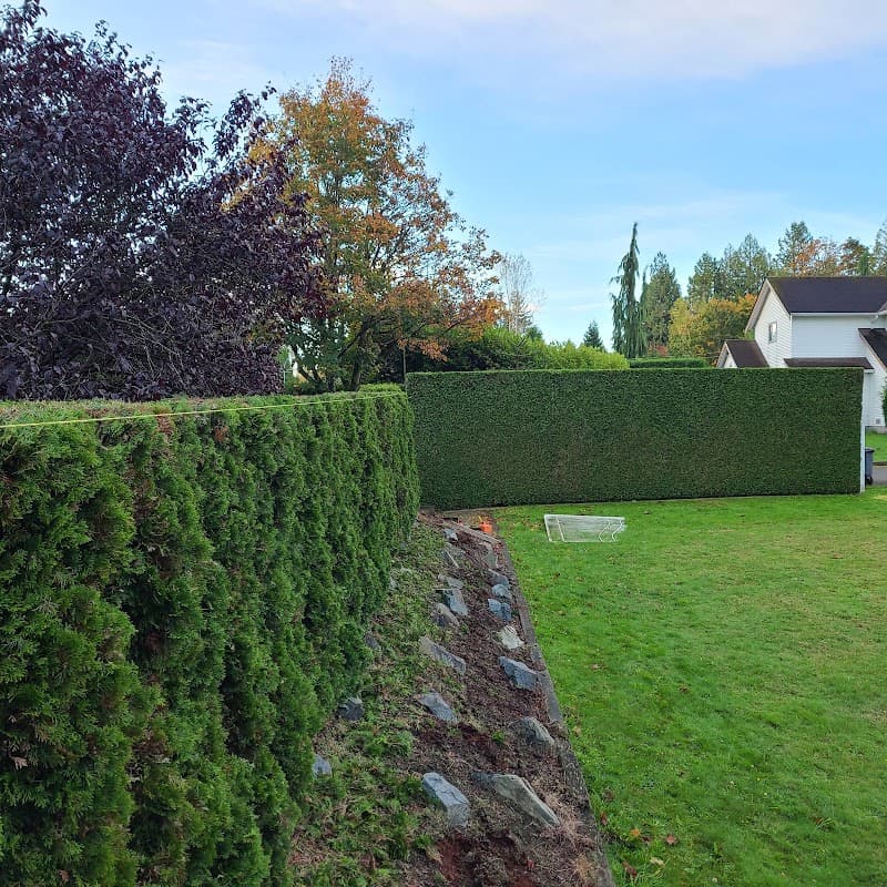 tree services by Mowgli Tree Care in Coquitlam