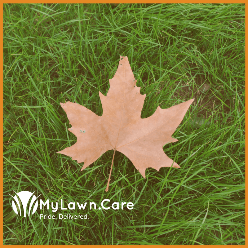 lawn care by MyLawn.Care in Cloverdale
