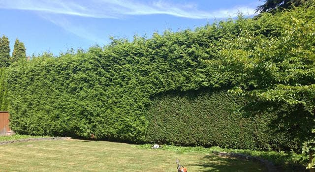 Natural Lawn Care, photograph 3 of Surrey