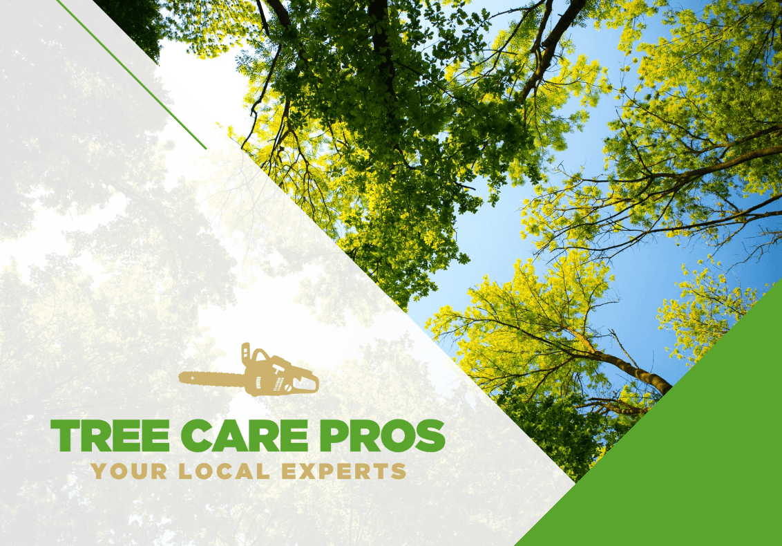 tree services by North Van Tree Care Pros Inc. in Lonsdale