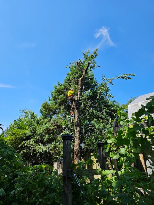 North Van Tree Care Pros Inc., photograph 2 of Lonsdale